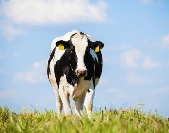 Holsteinko på öppet fält