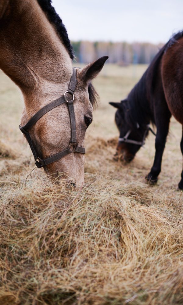 Vertical shot of two beautiful domestic horses eating dry grass fodder in field